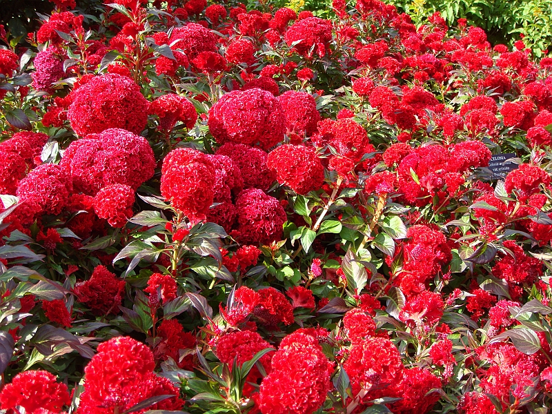 197 Longwood Gardens [2008 August 23].JPG - Longwood Gardens in Pennsylvania